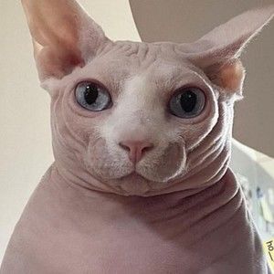 I couldn't remove this lol